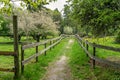 Path between two patures with blooming apple trees