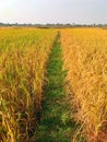 Path between two rice fields. Royalty Free Stock Photo