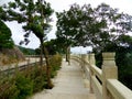 A path through two rows of trees Royalty Free Stock Photo