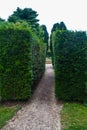 Path between two well trimmed green bushes