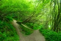 Path under a greeny forest