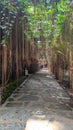 The path under the hanging roots is very beautiful