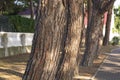 a path under the shade of ancient pines against the background of sunlight. the concept of relaxation and peace Royalty Free Stock Photo