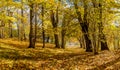 Path under the yellow trees and blue sky - autumn