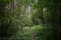 A path in a unique forest. Deciduous birch forest trees and shrubs, branches leaves. Green grass. Much branched, with a dense