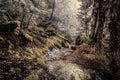 Path up to Mount Marcy, Adirondacks Upstate New York