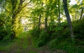 Path up a wooded hill to sunlit clearing Royalty Free Stock Photo