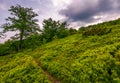Path uphill the grassy hillside in to the forest Royalty Free Stock Photo