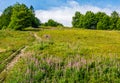 Path uphill through the meadow with fireweed Royalty Free Stock Photo