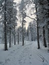 Path in the Ural taiga