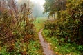 Path through the valley in the fog