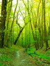 The path in the very green forest