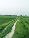 The path of village fields Royalty Free Stock Photo