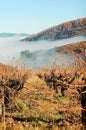 A path between vines under a blue sky with the foggy covering the mountain and the forest. Royalty Free Stock Photo