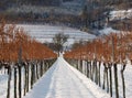 Path in a vineyard in winter Royalty Free Stock Photo