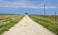 Path through vineyards