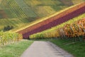 Path in vineyards with wine grapes in autumn