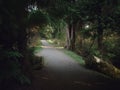 A path for walks or jogging among beautiful larger trees