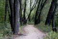 Path in Warsaw town forest