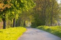 Path way through the alley, trees in the sunlight, footpath through nature, spring and summer season, idyllic