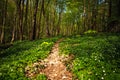 Path way in blossoming spring forest, nature background