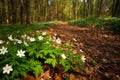 Path way in blossoming spring forest, nature background