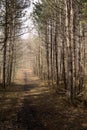 Path way in the forest late afternoon in early spring Royalty Free Stock Photo