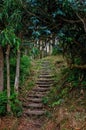 Path way in the forest. Stairs in the jungle. Walking in nature concept.