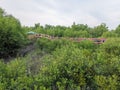The beautiful path in the middle of mangrove forest. Royalty Free Stock Photo