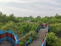 The path-way in the middle of mangrove forest.