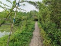 The path-way in the middle of mangrove forest.