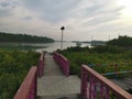 The path-way in the middle of mangrove forest.