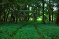 Path Way Road Field Plants Tropical Trees Background