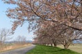 Path way in spring season with Cherry blossoms tree ,Shibata Japan