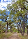 Path in Western Australia Bush Royalty Free Stock Photo