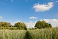 Path in a wheat field. Landscape with green wheat in Sunny weather in summer Royalty Free Stock Photo
