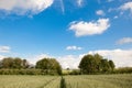 Path in a wheat field. Landscape with green wheat in Sunny weather in summer Royalty Free Stock Photo