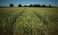 Path through wheat field Royalty Free Stock Photo
