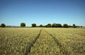 Path through wheat field Royalty Free Stock Photo