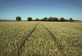 Path through wheat field Royalty Free Stock Photo