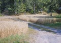 Path between wheat fields