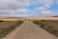 Path where the pilgrims walk among the cereal field in La Rioja. Camino de Santiago, Spain.