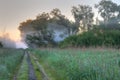 Path wild vegetation