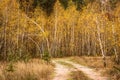 Path rests on the autumn birch grove