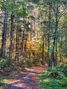 Path winding through a dense forest.Â The sun's rays are casting a warm, golden glow on the path and foliage Royalty Free Stock Photo