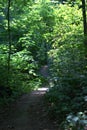 Path winding its way through a thick forest