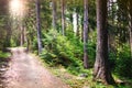 A path winding through a pine forest. Sun rays breaking through the trees.