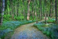 Path through woods lined with Forget-Me-Not flowers in summer. Digital art.