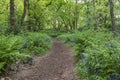 A path winds through a forest with bluebells, ferns and many oak trees