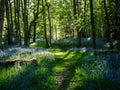 A forest path winds through a forest of bluebells Royalty Free Stock Photo